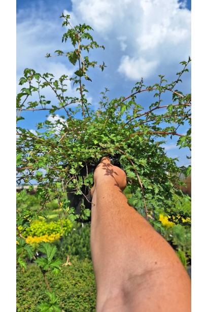 Стефанандра надрізанолиста Кріспа - 3л/вис.20-30см/Ø40-60см